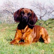 Cani da traccia Cani da traccia: l’addestramento